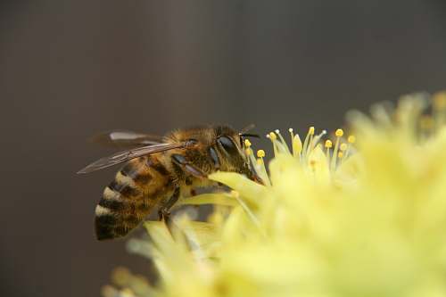 honey bee bee on flower insect